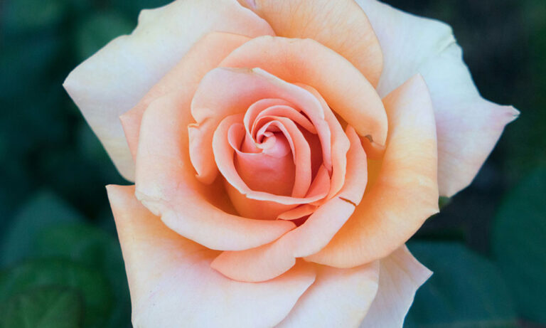 Embracing My Skin: A Journey of Identity and Representation